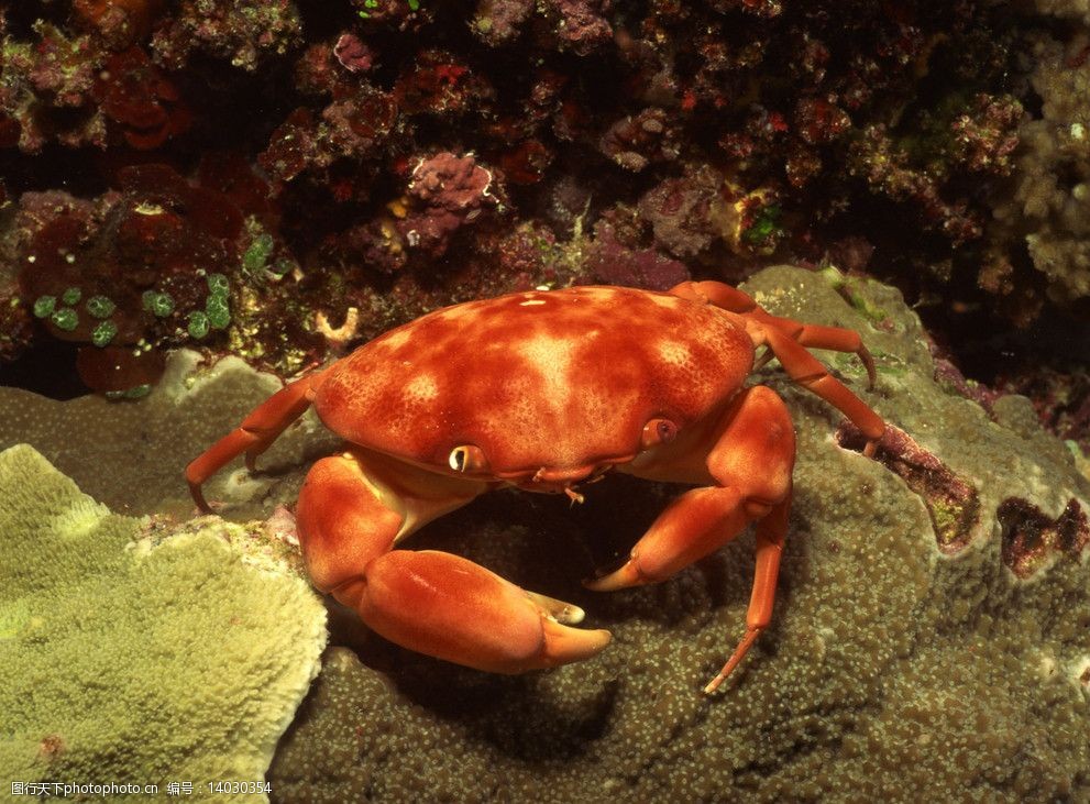 惊艳海底舞台，螃蟹模式生物的光芒舞姿