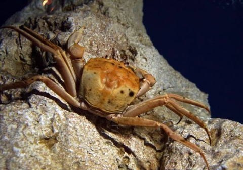 海底大猎杀螃蟹权杖有什么用_海底大猎杀中文版 螃蟹_螃蟹的海底大猎杀视频