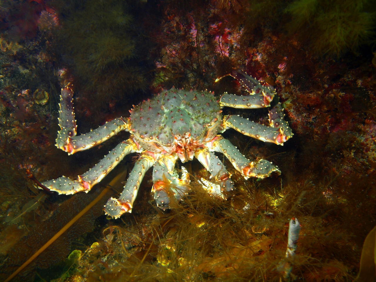 海底大猎杀螃蟹权杖有什么用_海底大猎杀中文版 螃蟹_螃蟹的海底大猎杀视频