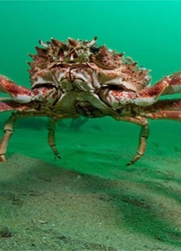 螃蟹模式生物_螃蟹生态系统_螃蟹生物模式图片