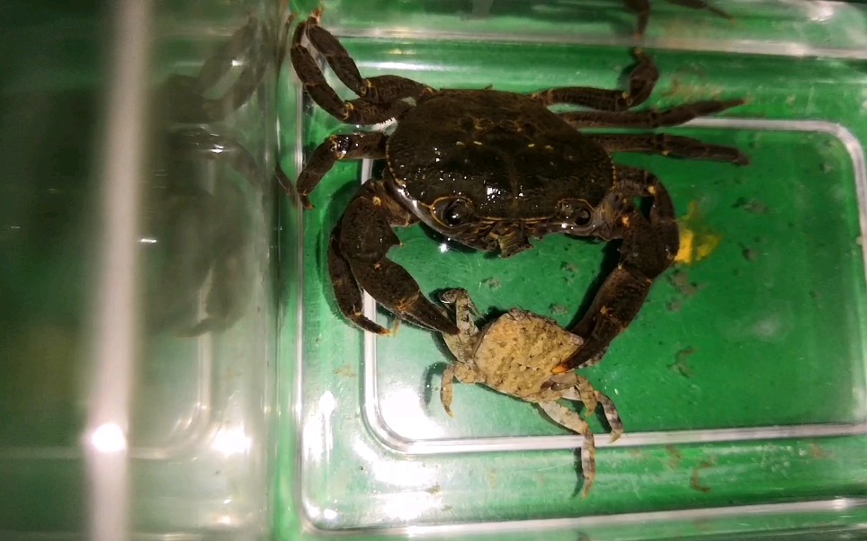 螃蟹生态系统_螃蟹生物模式图片_螃蟹模式生物