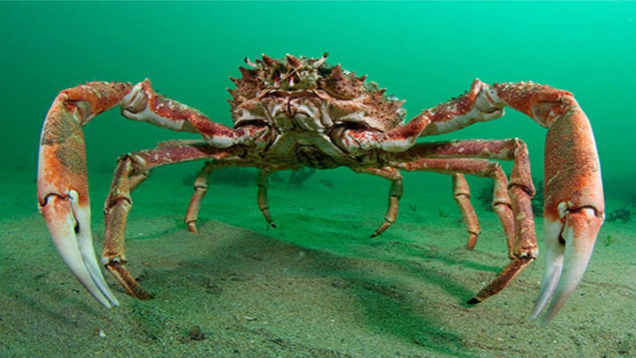螃蟹生物模式图片_螃蟹模式生物_螃蟹生态系统