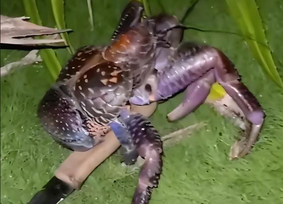 螃蟹大猎杀下载_螃蟹大猎杀_螃蟹的海底大猎杀视频