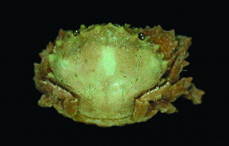 螃蟹生态系统_螃蟹 模式生物_螃蟹生物模式是什么