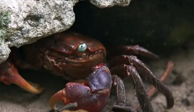 螃蟹 模式生物-探索自然奥秘：螃蟹模式生物的神秘世界与生态奇观