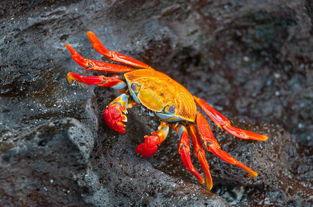 螃蟹生物模式图片_螃蟹 模式生物_螃蟹生物图
