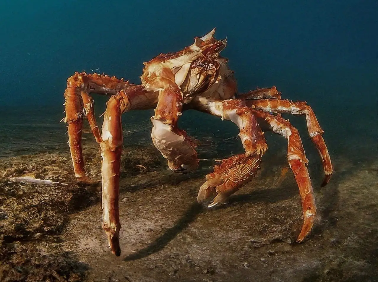 螃蟹模式生物_螃蟹生物模式是什么_螃蟹生态系统