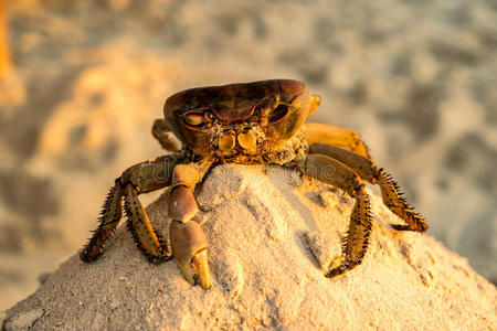 螃蟹 模式生物-海边小螃蟹：智慧生机的自然生存模式和丰富社交生活