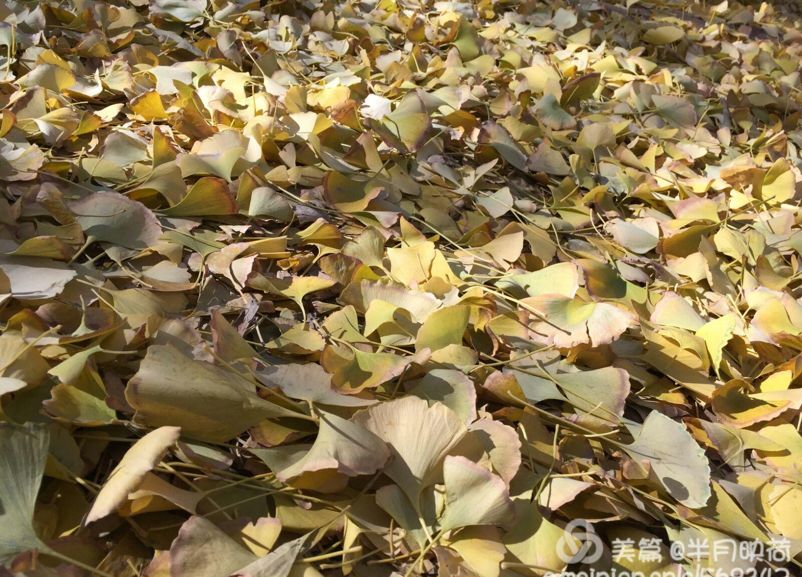 秋日林间，甘雨触摸破