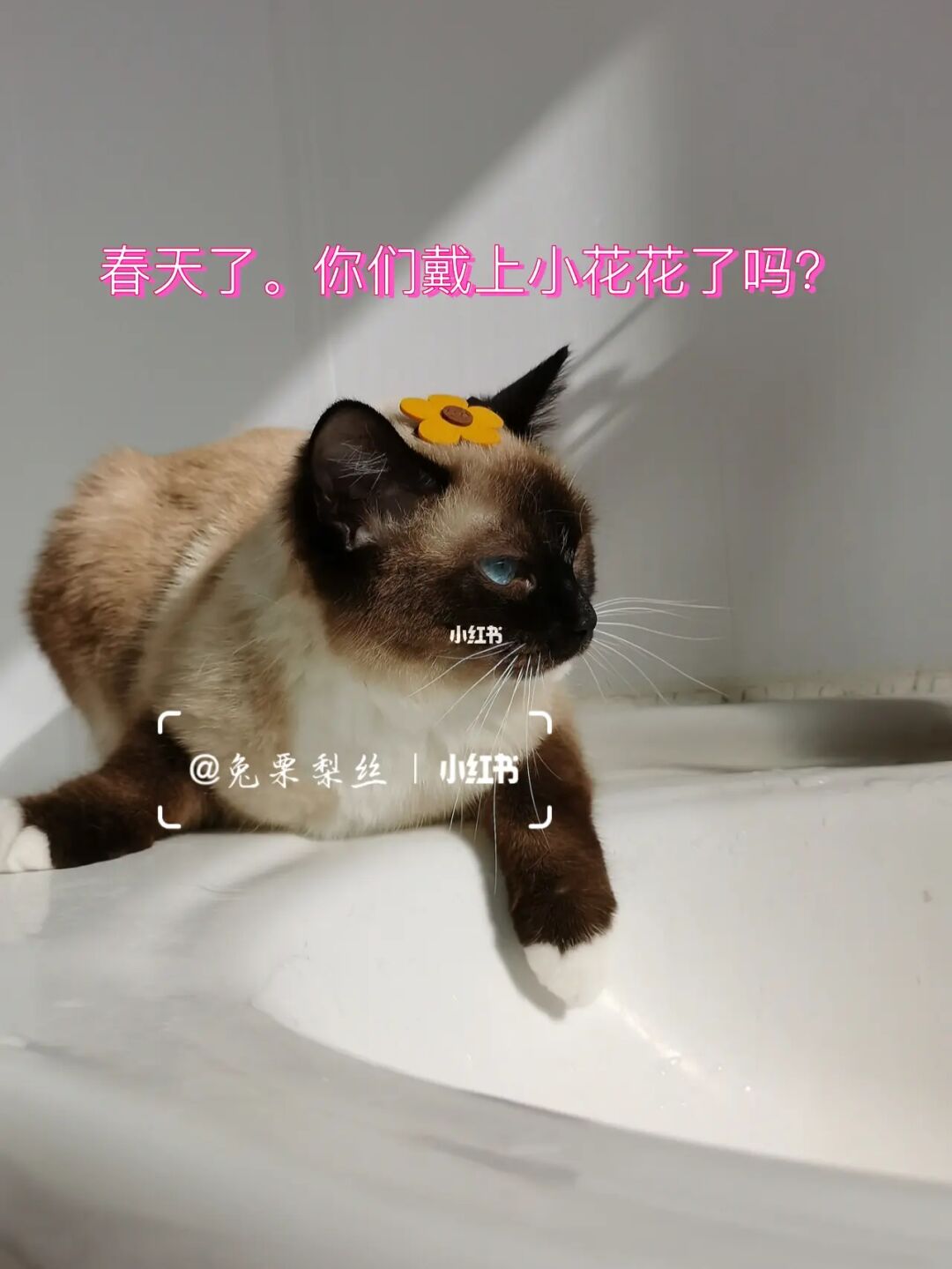 小花苗的故事小花苗终于_三年级大墙下的小花苗_小花苗爬墙短文答案