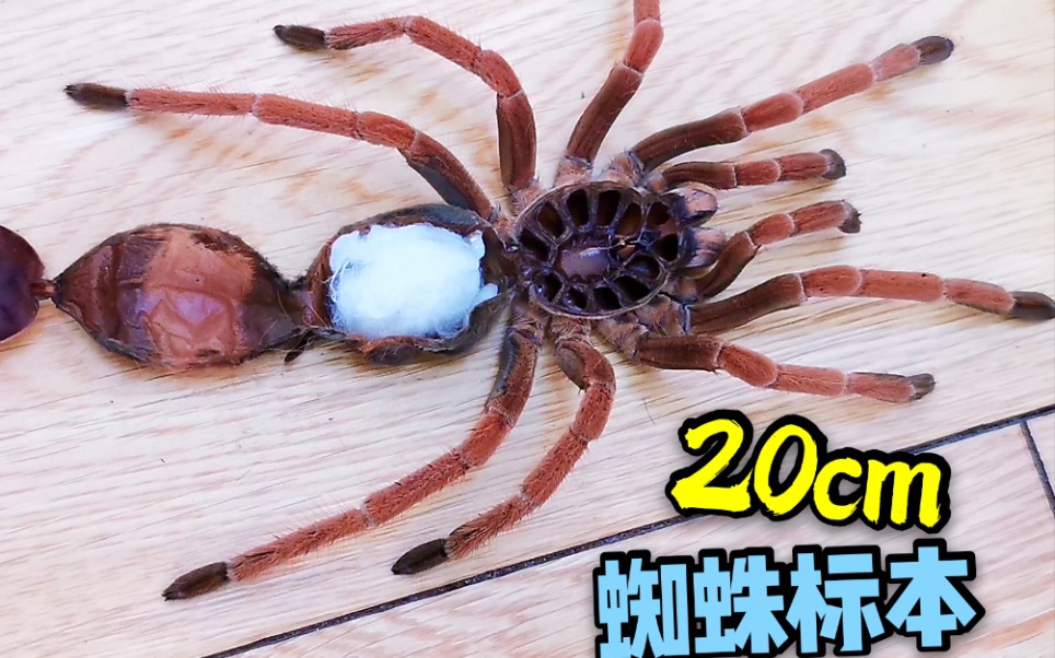 多大的蜘蛛会产卵_蜘蛛要多大的盒子_成体蜘蛛需要多大箱
