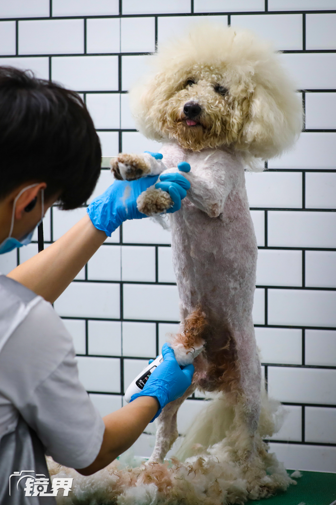 宠物美容师c级通过率解密