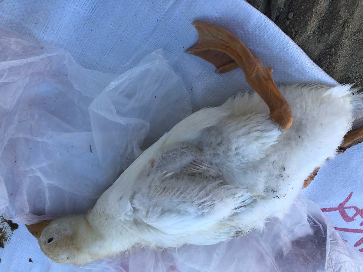 种鸭死淘率高的惊人真相