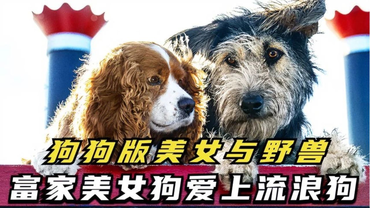 石器时代 转宠任务前提_石器时代转宠任务哪里接_石器时代宠物转身任务