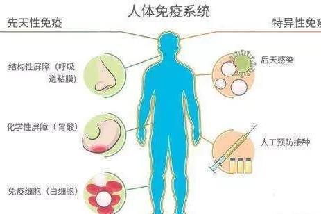 免疫力低是啥_免疫力低是什么意思_免疫力过低