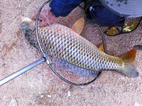梦见钓鱼钓到大鱼_钓鱼发烧友大鱼加成是什么意思_海竿钓鱼视频野钓实战大鱼
