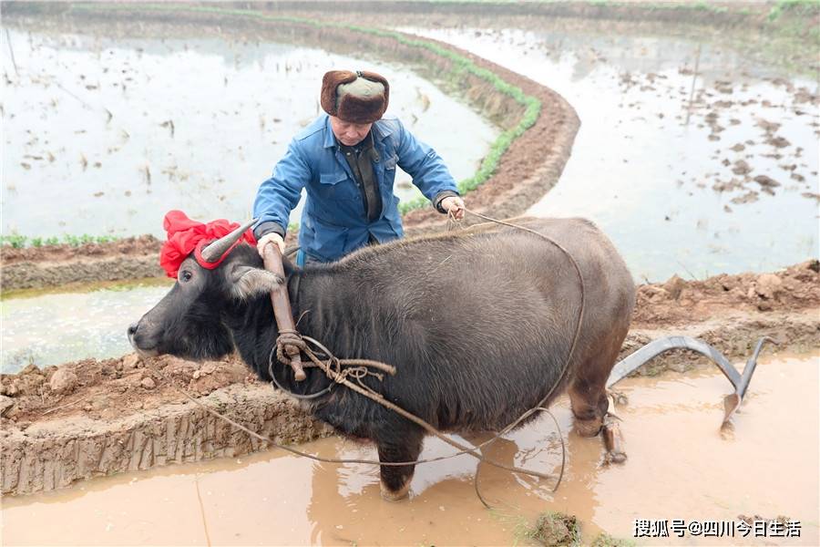 牛耳朵带的跟踪器_打在牛耳朵上的定位器_安装在动物耳朵的定位器