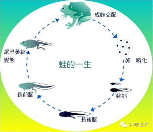 变态老外电锯活砍猪头_滴滴封禁7天只能等吗_为什么虫子变态后只能活几天