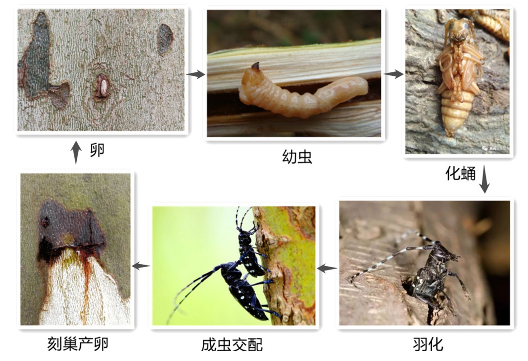 变态老外电锯活砍猪头_为什么虫子变态后只能活几天_滴滴封禁7天只能等吗