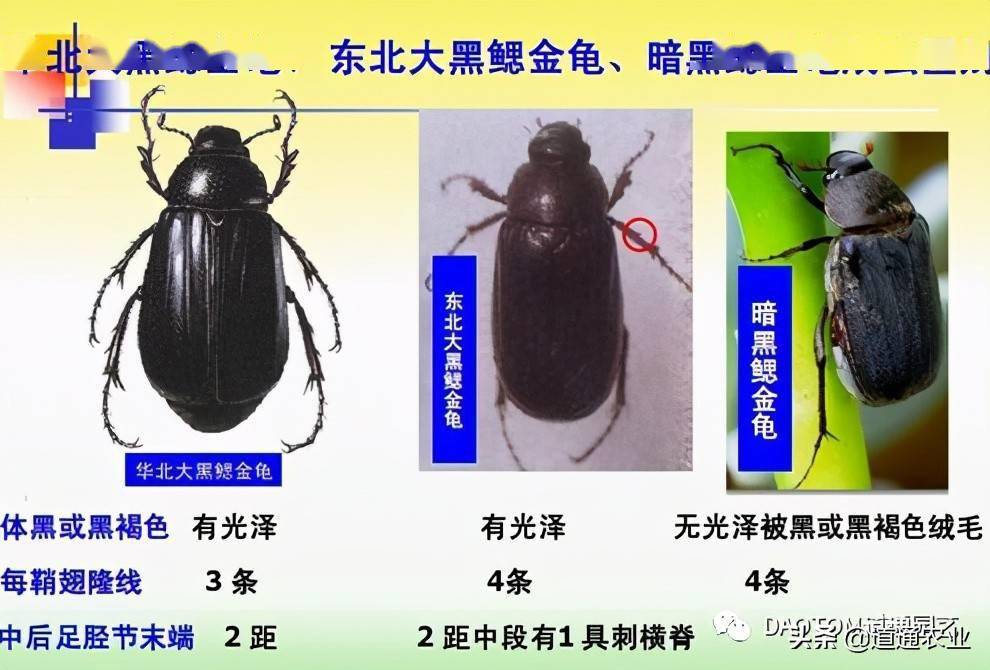 变态老外电锯活砍猪头_为什么虫子变态后只能活几天_滴滴封禁7天只能等吗