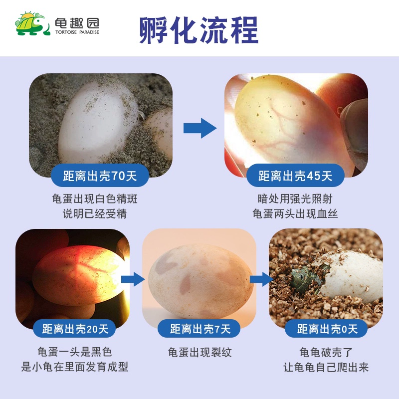 怪异的蛋能连续交_可乐必妥能连续用多少天_养老金连续交满15年