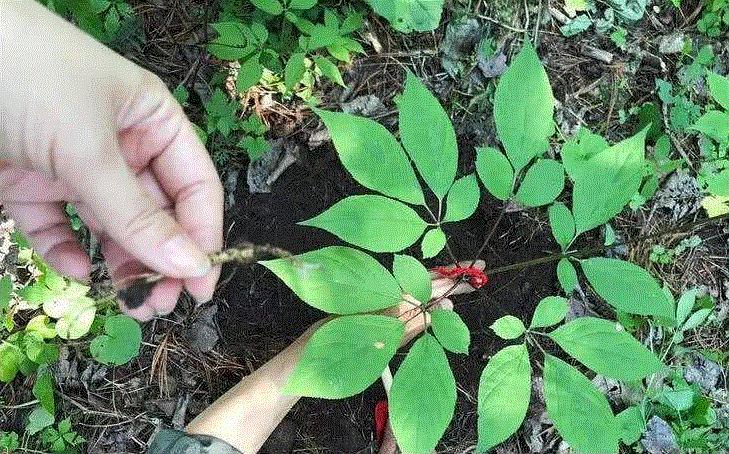市场上侼灵参多少元1两_中灵参的价格是多少_参灵片的功效与作用