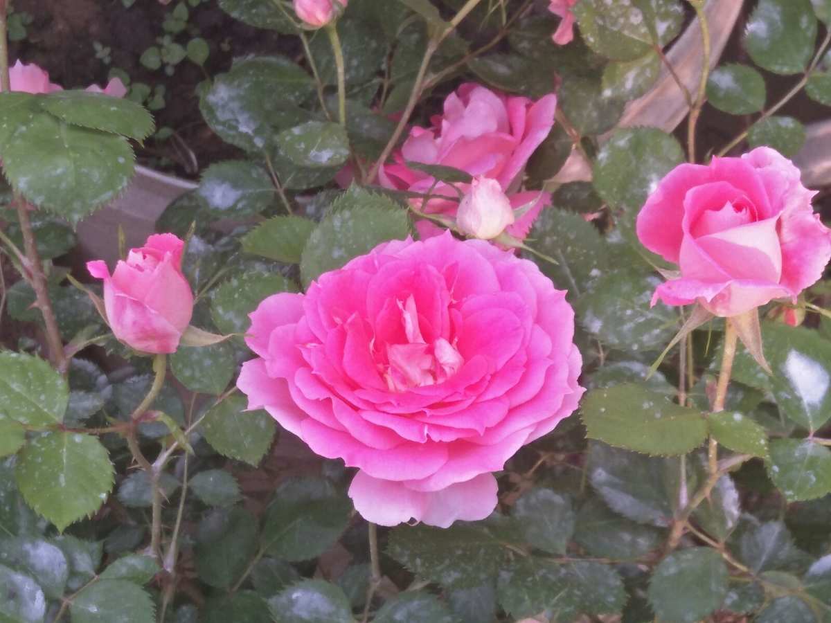 花刺代理连接失败不匹配_lol连接失败无法连接服务器_苹果备份失败连接失败
