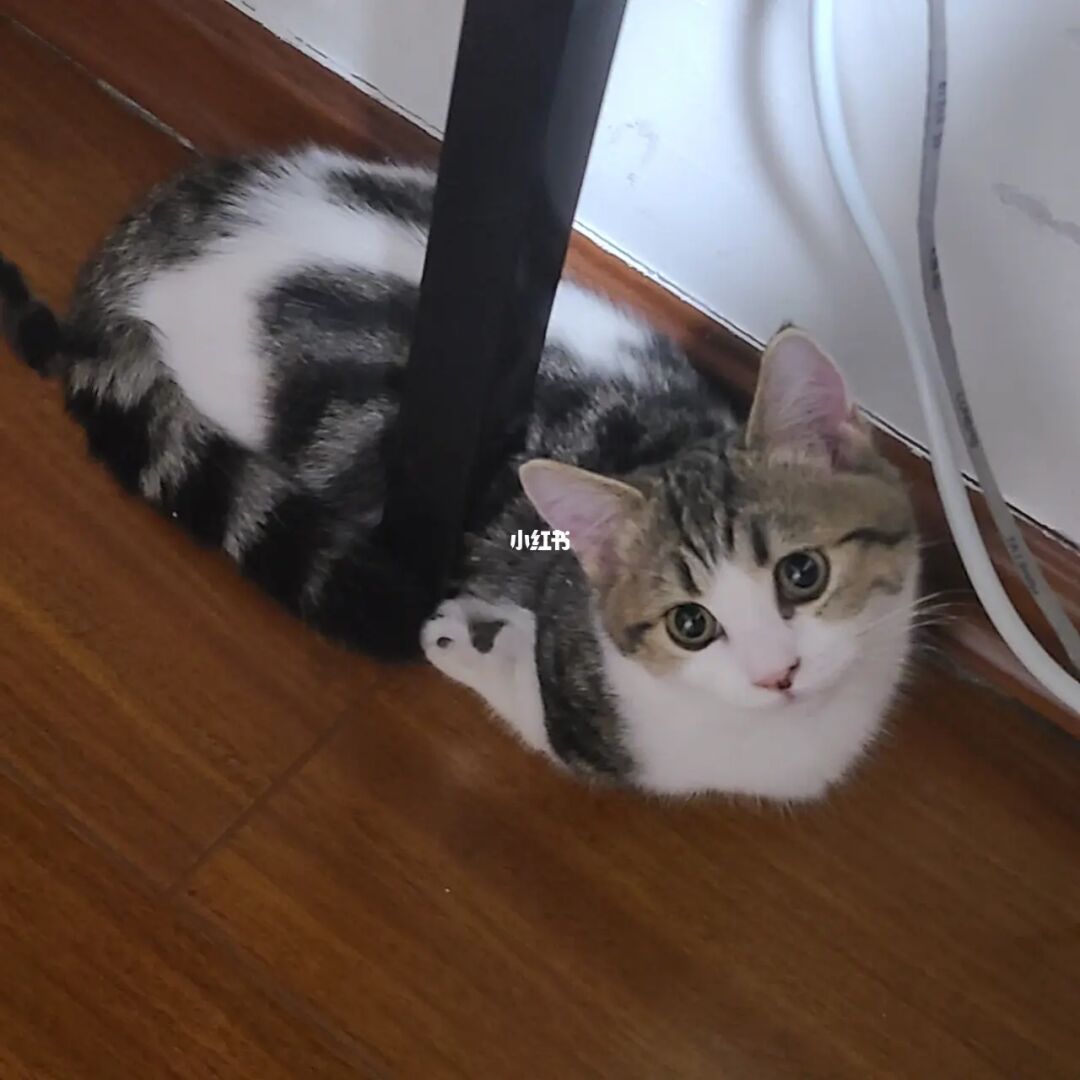 猫咪aoo网址_猫咪app之前的网址_猫咪网址
