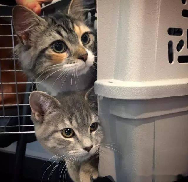 猫咪天堂