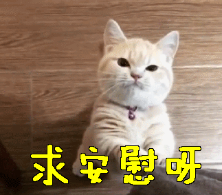 猫咪天堂