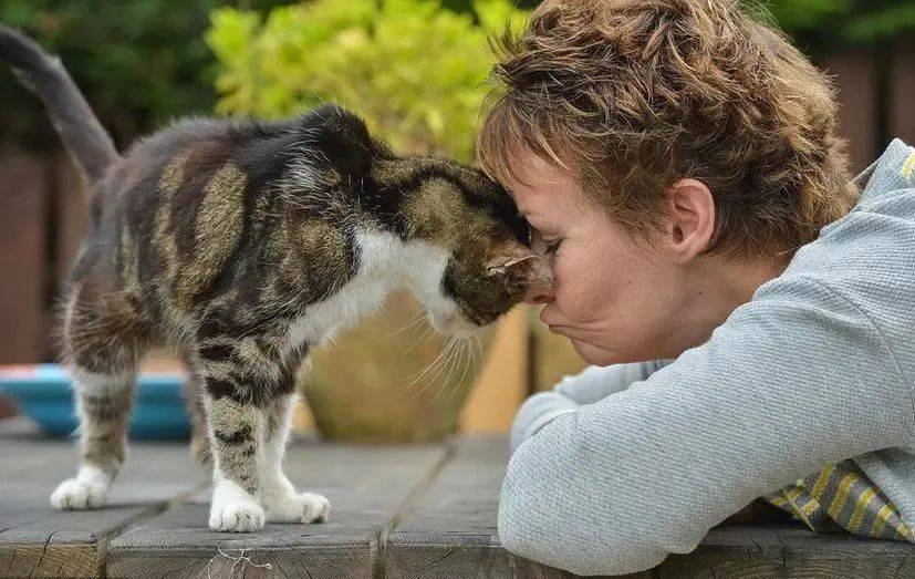 猫咪天堂