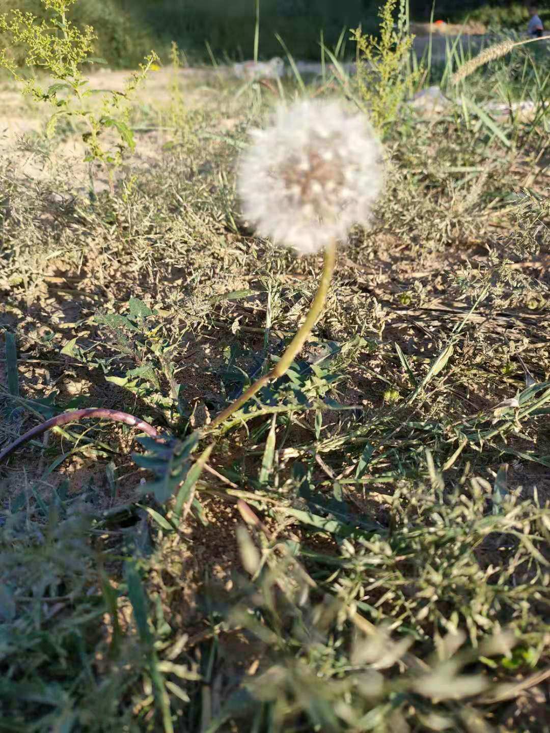 迷迭草_迷迭之翼