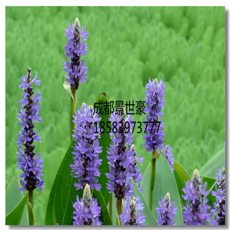 莳花弄草_莳花弄草出处_莳花弄草美文