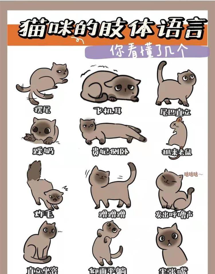 猫翻译器正版_翻译猫语言的软件_猫语翻译器免费