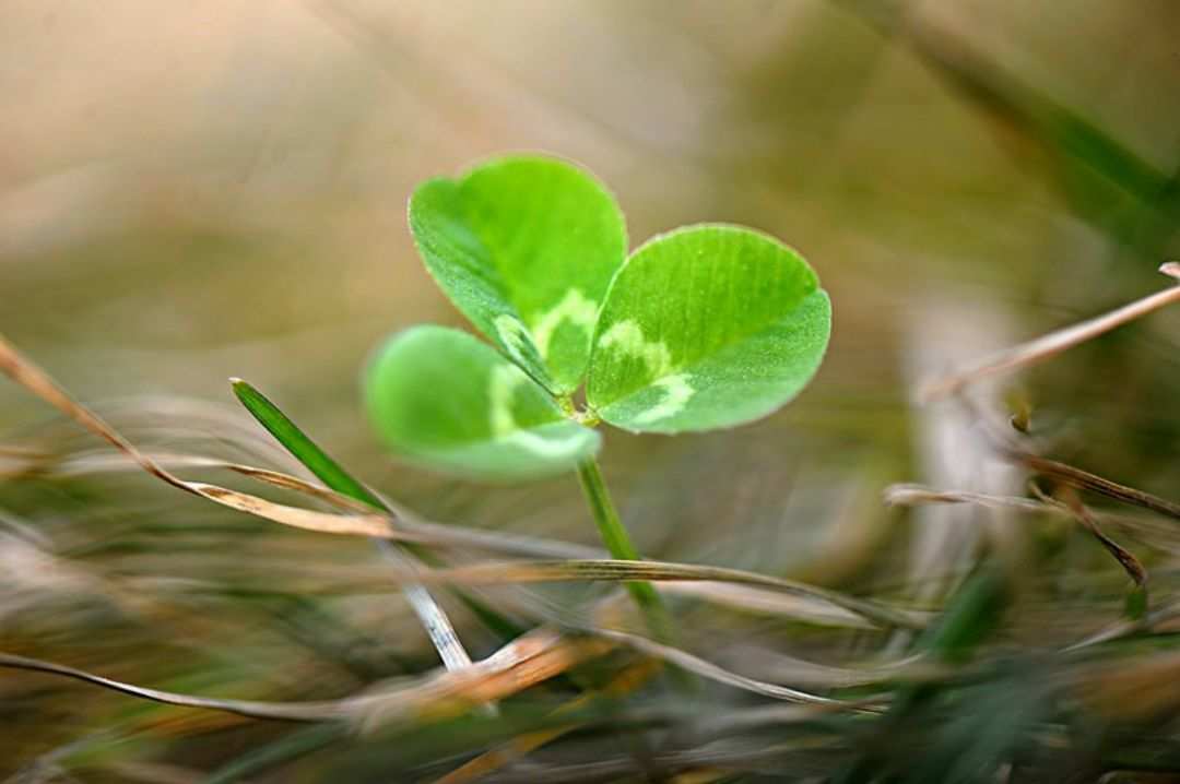 天狗望月_望月草_望月るきあ