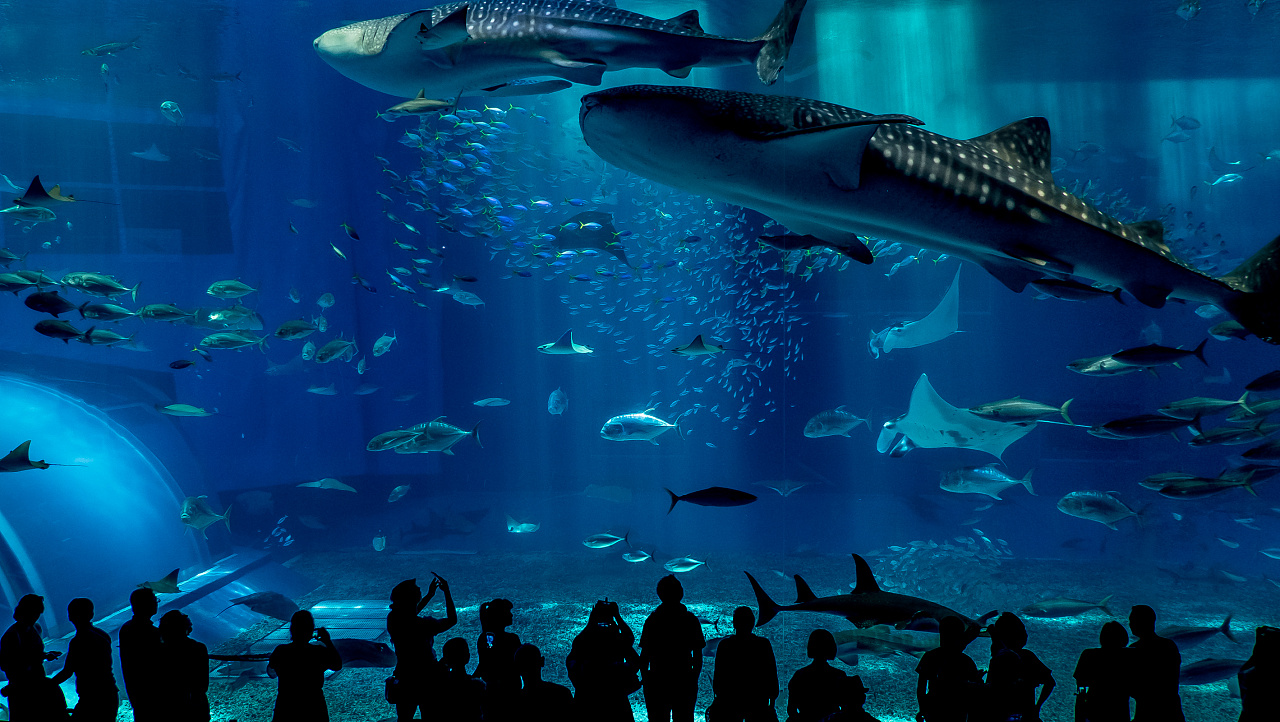 三都水族女子服饰_桃馆异食话txt百度云_桃子移植全都是女子的水族馆