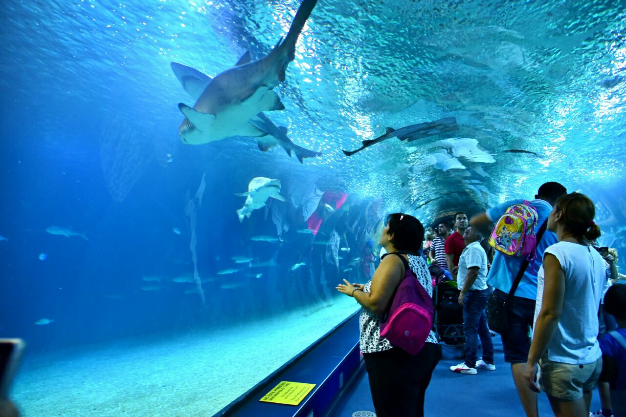 桃子移植全都是女子的水族馆_三都水族女子服饰_桃馆异食话txt百度云