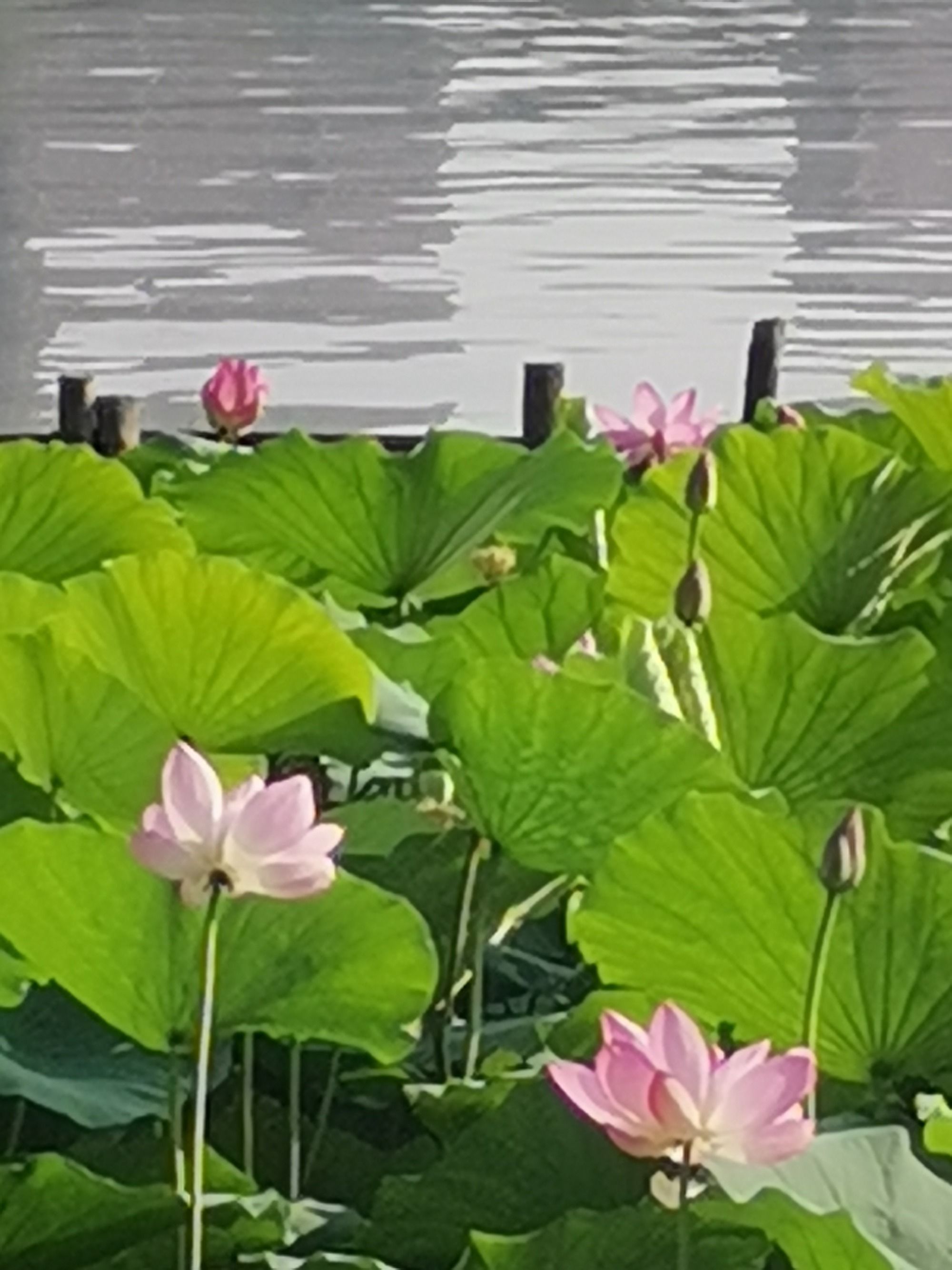 莲花gt430_莲花430gt多少钱_莲花430cup