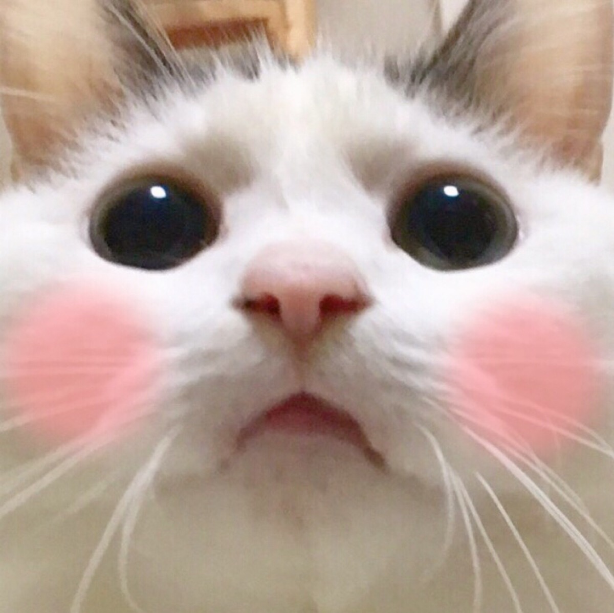 头像猫咪可爱萌_最近很火的那个猫咪头像_头像猫猫头