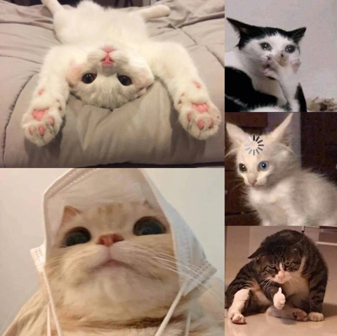 头像猫猫头_最近很火的那个猫咪头像_头像猫咪可爱萌