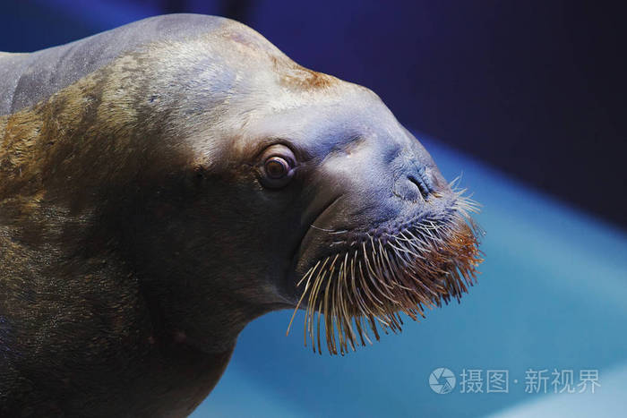 呱太_带个呱太到处跑_呱太图片
