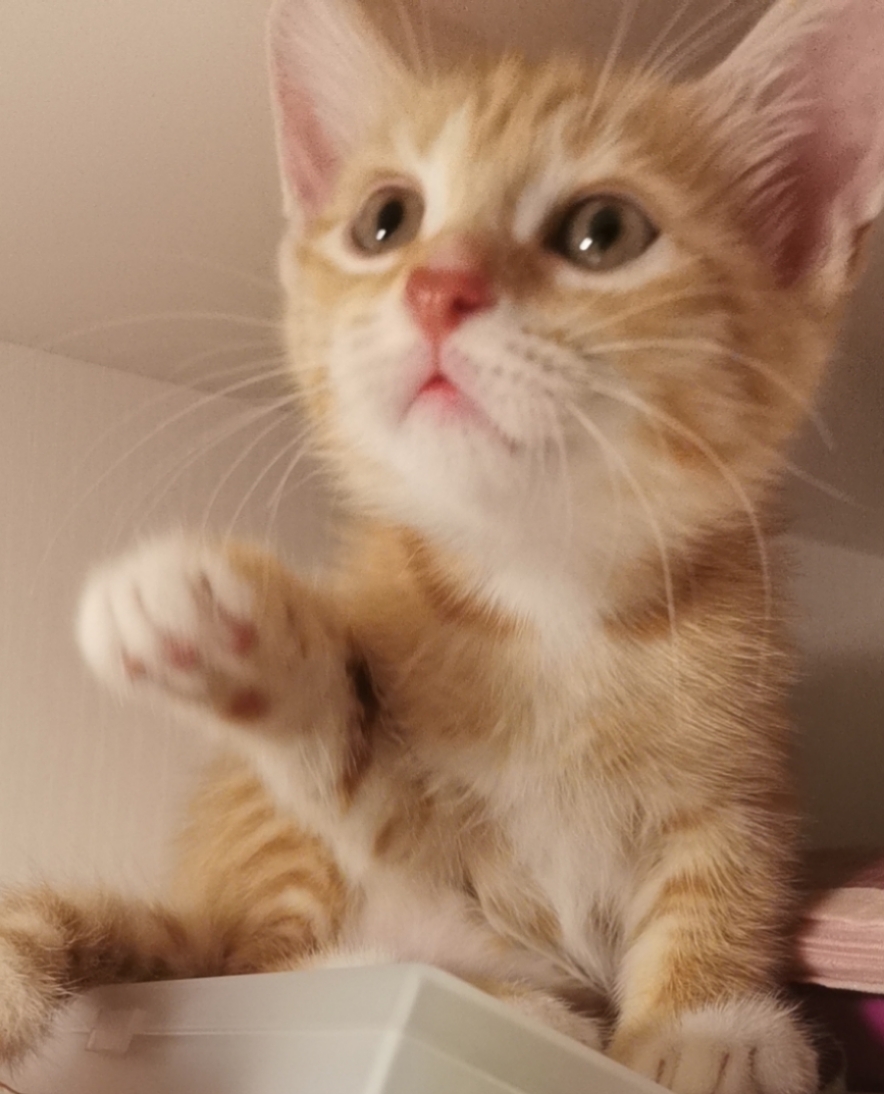 橘猫视频_橘猫的视频_橘猫日常视频