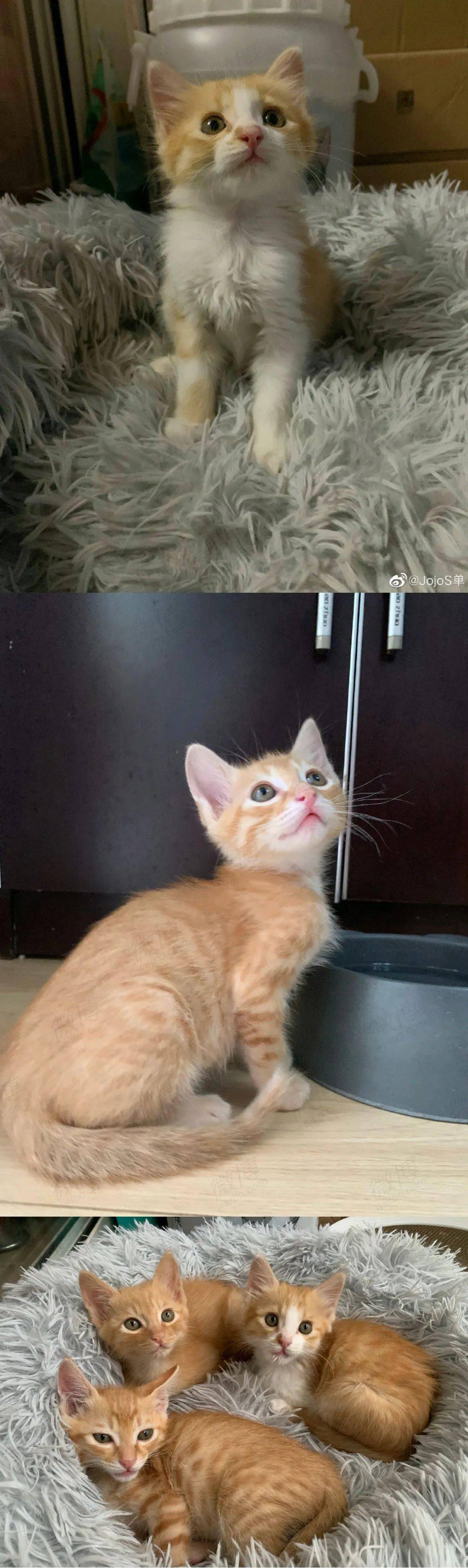 橘猫的视频_橘猫日常视频_橘猫视频