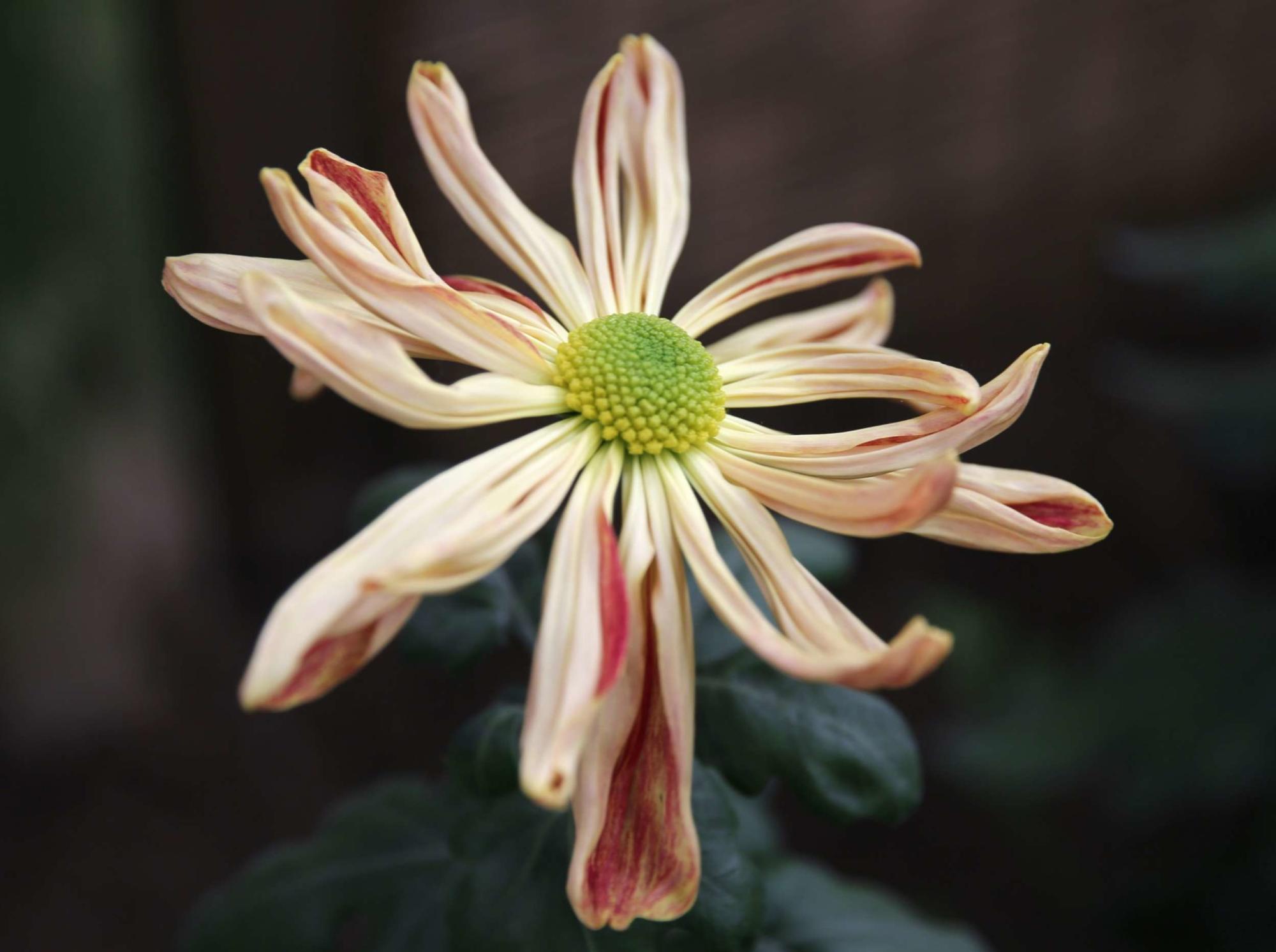 还来就菊花的上一句是啥_菊花开了是什么节日_菊花开了是什么