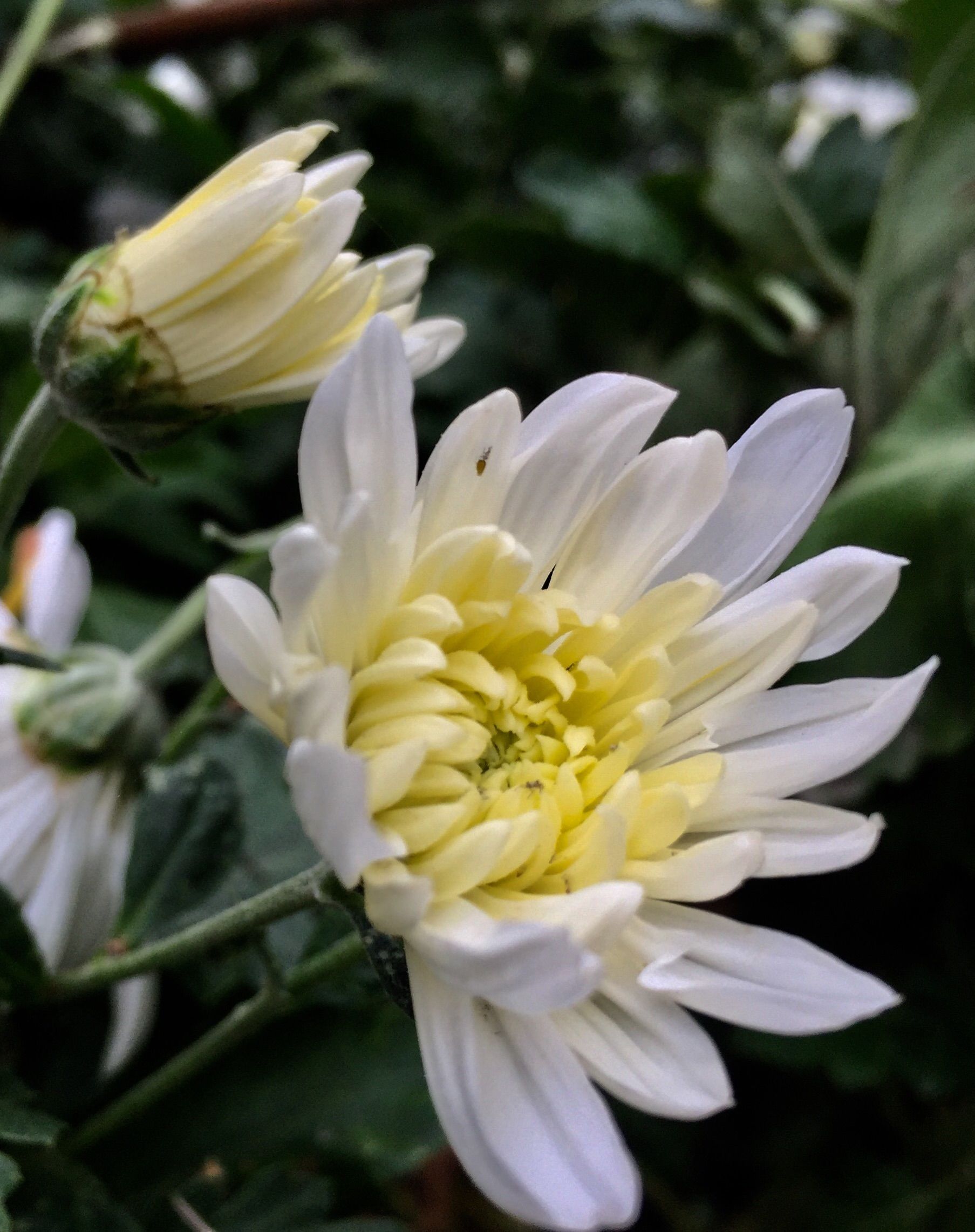 还来就菊花的上一句是啥_菊花开了是什么节日_菊花开了是什么