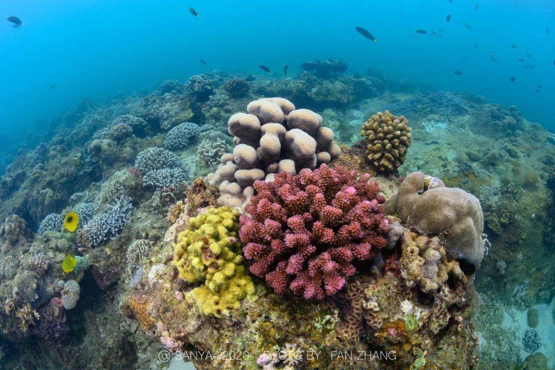 我的世界全部生物图鉴_我的世界全部生物图鉴_我的世界全部生物图鉴