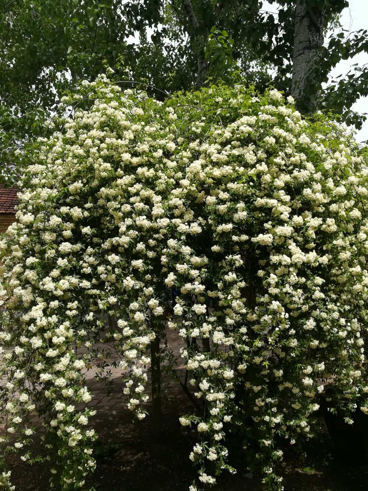 花甜_甜花生米怎么做_花甜