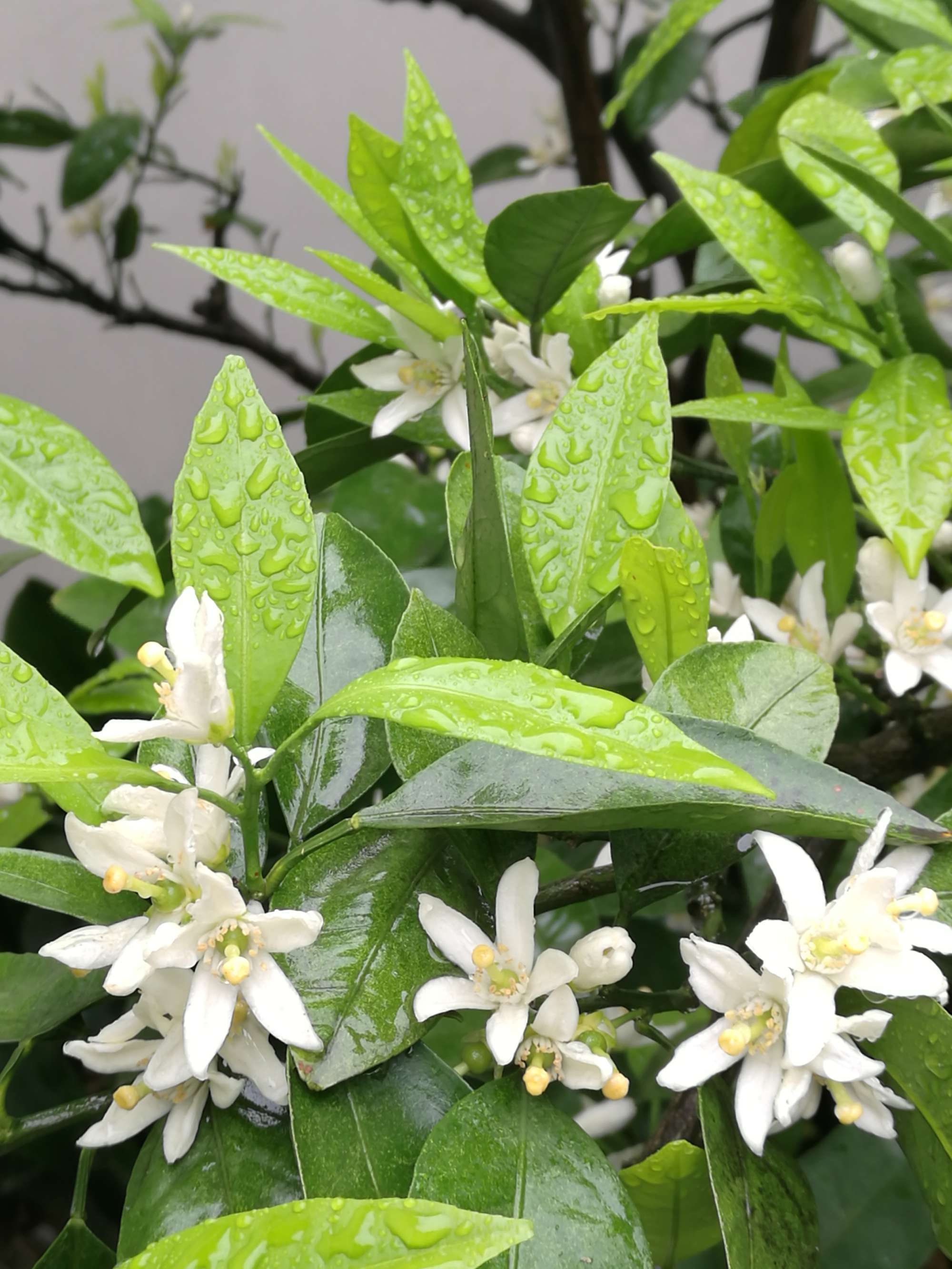 花甜_甜花生米怎么做_花甜