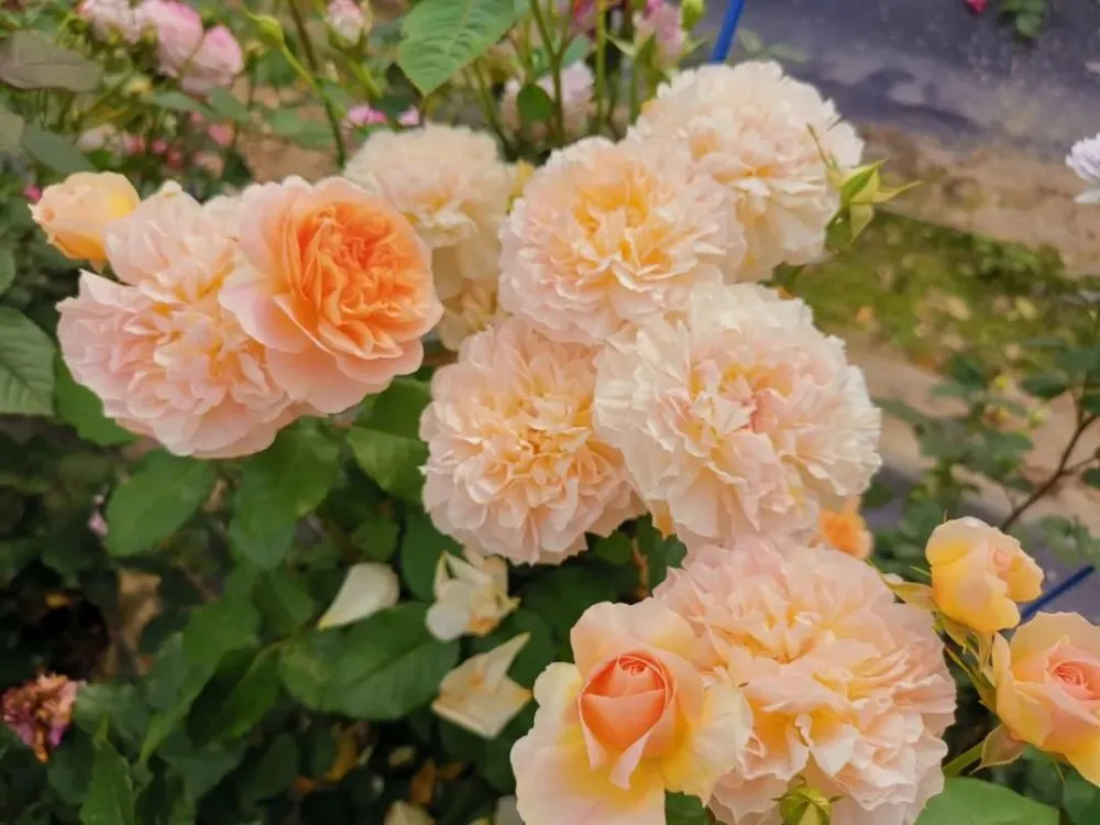 花房直播礼物怎么提现_下载安装花房直播_花房直播