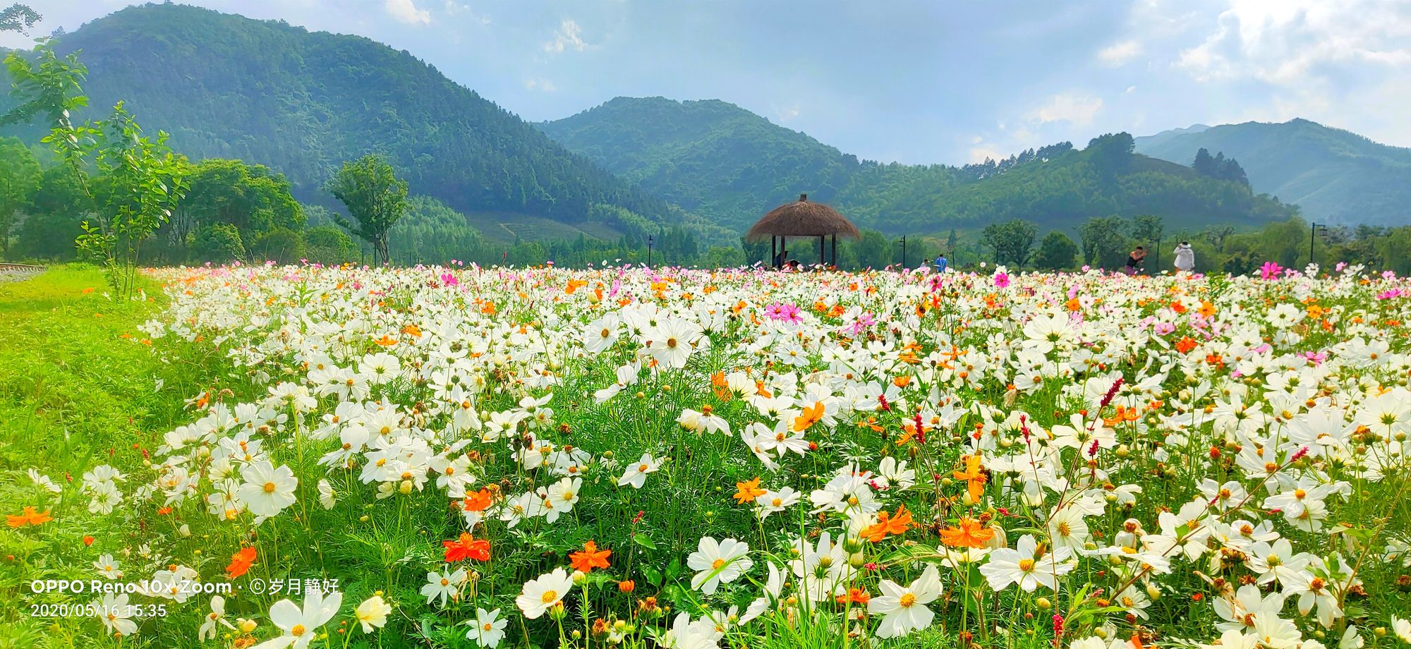 剑花怎么玩_剑仙灵手游职业选择_花与剑手游